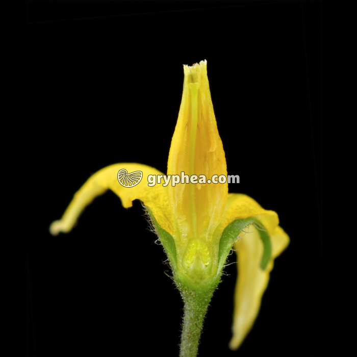 Tomate  - Fleur en CL montrant l'ovaire rempli d'ovules - gryphea.com